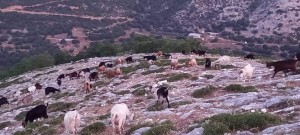 ΞΗΡΟΜΕΡΟ: Σέλα του βουνού και της μνήμης…