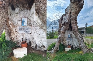 Δογρή: Ο Ιερός Πλάτανος του Αγίου Κοσμά του Αιτωλού - Ένα ζωντανό μνημείο ιστορίας